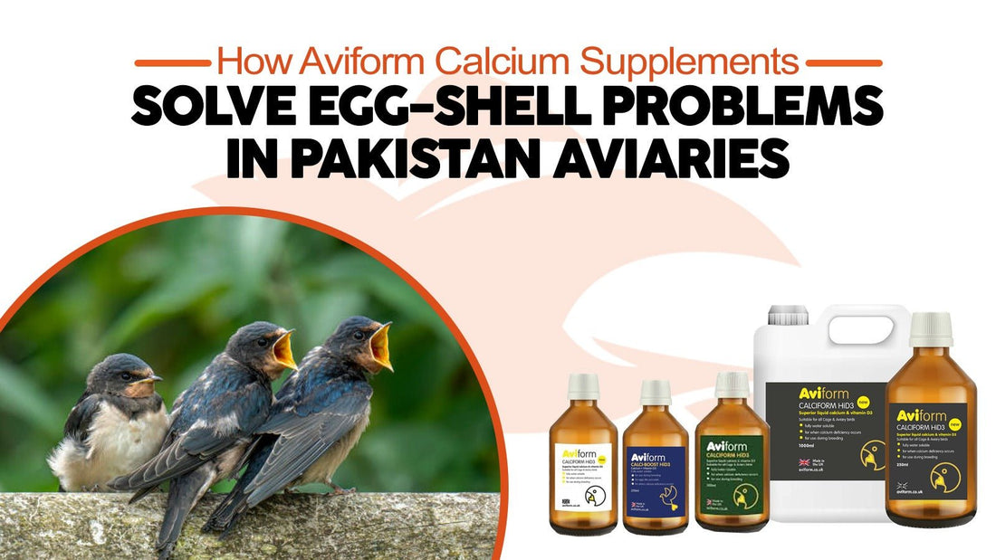 How Aviform Calcium Supplements Solve Egg-Shell Problems in Pakistani Aviaries - Cage Life Care