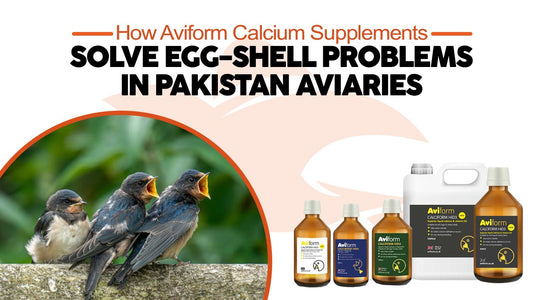 How Aviform Calcium Supplements Solve Egg-Shell Problems in Pakistani Aviaries - Cage Life Care