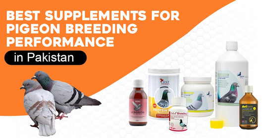 Best Supplements for Pigeon Breeding Performance in Pakistan