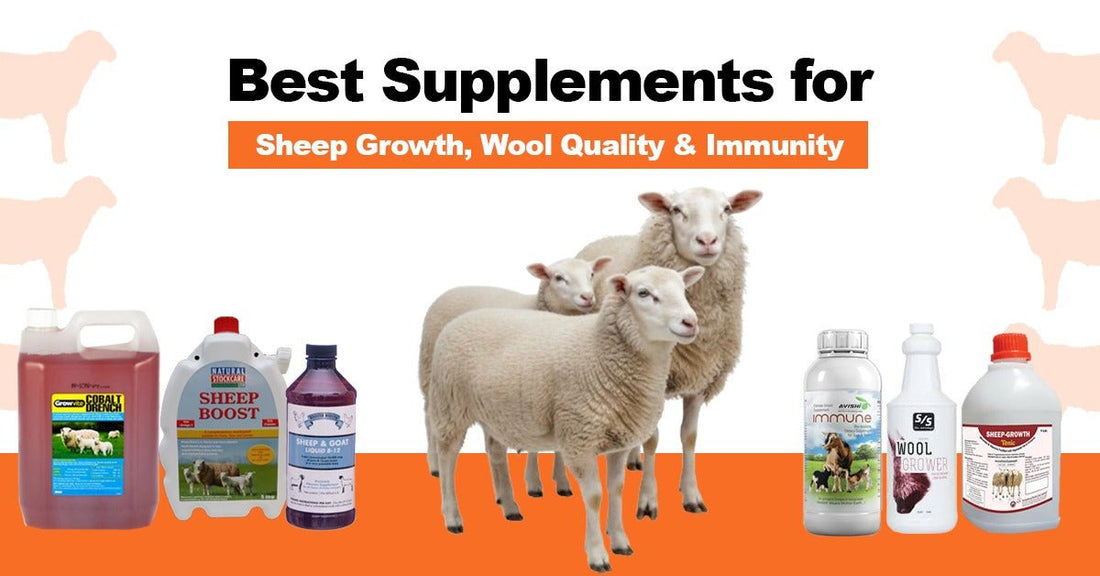 Best Supplements for Sheep Growth, Wool Quality & Immunity in Pakistan - Cage Life Care