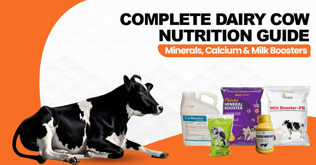 Complete Dairy Cow Nutrition Guide – Minerals, Calcium & Milk Boosters