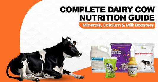 Complete Dairy Cow Nutrition Guide – Minerals, Calcium & Milk Boosters