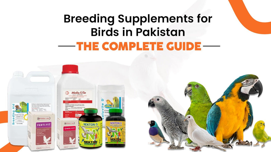 Breeding Supplements for Birds in Pakistan: The Complete Guide - Cage Life Care