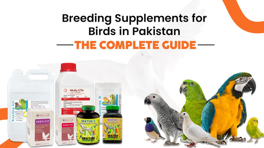 Breeding Supplements for Birds in Pakistan: The Complete Guide