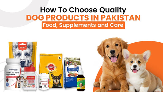 How to Choose Quality Dog Products in Pakistan: Food, Supplements & Care - Cage Life Care
