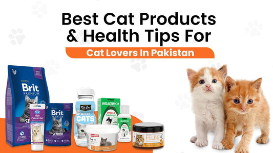 Best Cat Products & Health Tips for Cat Lovers in Pakistan
