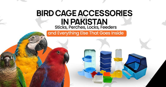 Bird Cage Accessories in Pakistan — Sticks, Perches, Locks, Feeders and Everything Else That Goes Inside