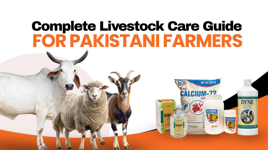 Complete Livestock Care Guide for Pakistani Farmers