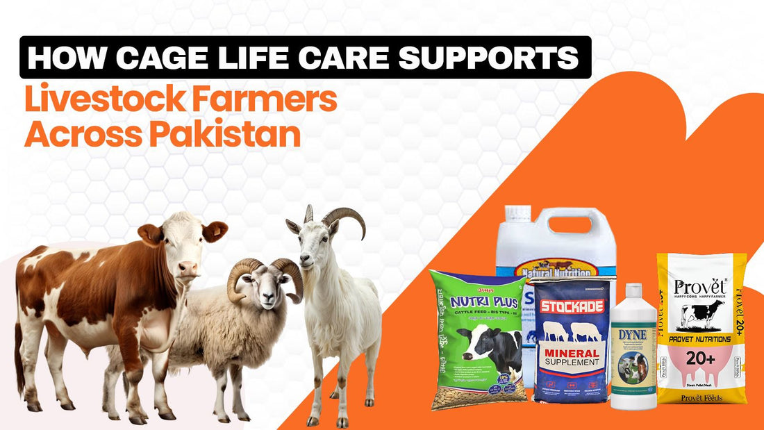 How Cage Life Care Supports Livestock Farmers Across Pakistan