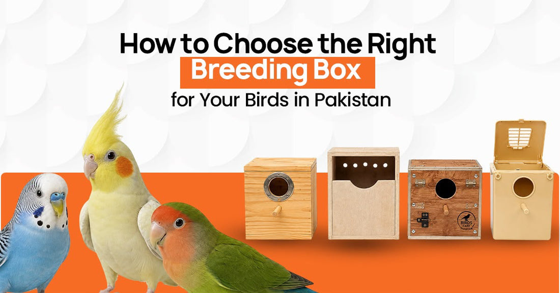 How to Choose the Right Breeding Box for Your Birds in Pakistan
