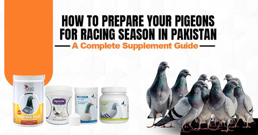 How to Prepare Your Pigeons for Racing Season in Pakistan — A Complete Supplement Guide