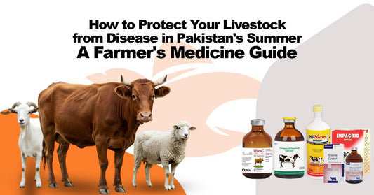 How to Protect Your Livestock from Disease in Pakistan's Summer — A Farmer's Medicine Guide