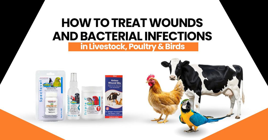 How to Treat Wounds and Bacterial Infections in Livestock, Poultry & Birds