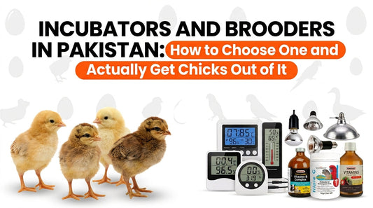 Incubators and Brooders in Pakistan: How to Choose One and Actually Get Chicks Out of It