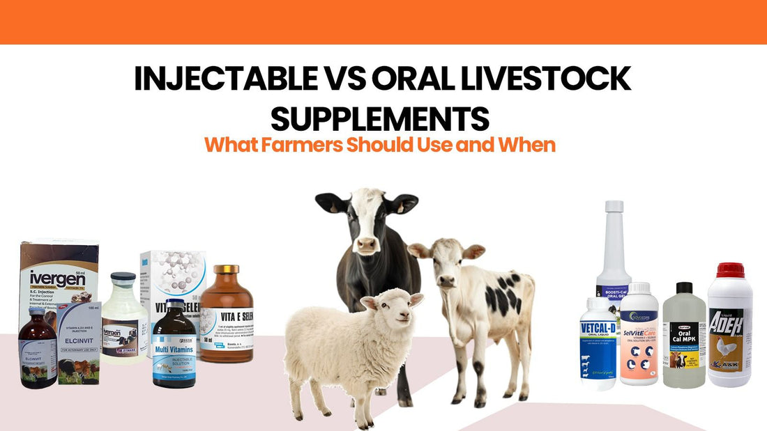 Injectable vs Oral Supplements – When Vets Should Recommend Each - Cage Life Care