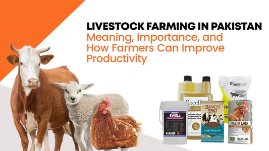 Livestock Farming in Pakistan: Meaning, Importance, and How Farmers Can Improve Productivity - Cage Life Care