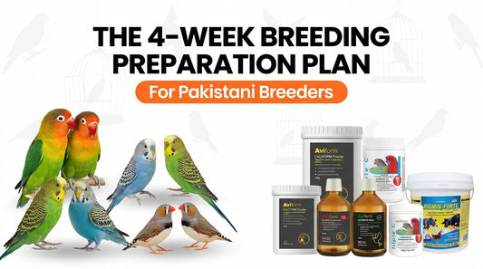 The 4-Week Breeding Preparation Plan for Pakistani Breeders