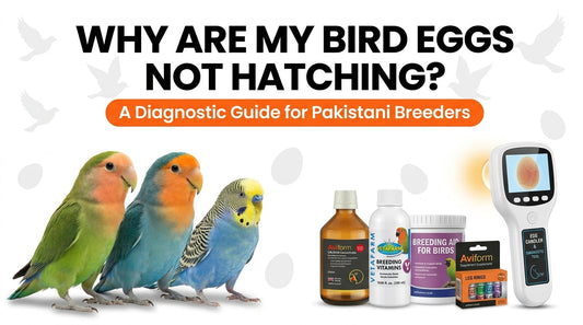Why Are My Bird Eggs Not Hatching? A Diagnostic Guide for Pakistani Breeders