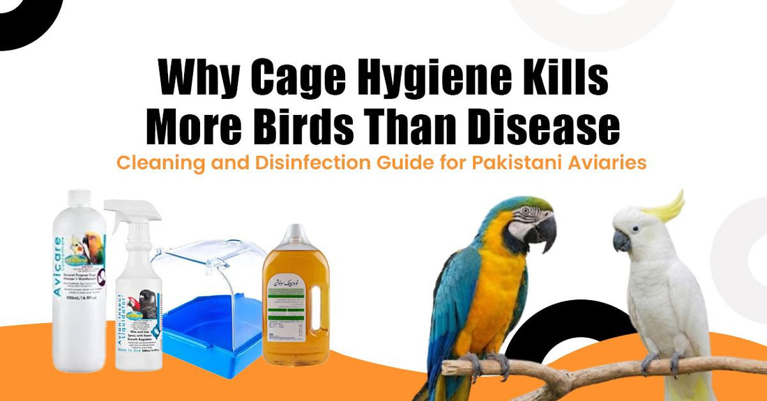 Why Cage Hygiene Kills More Birds Than Disease — Cleaning and Disinfection Guide for Pakistani Aviaries