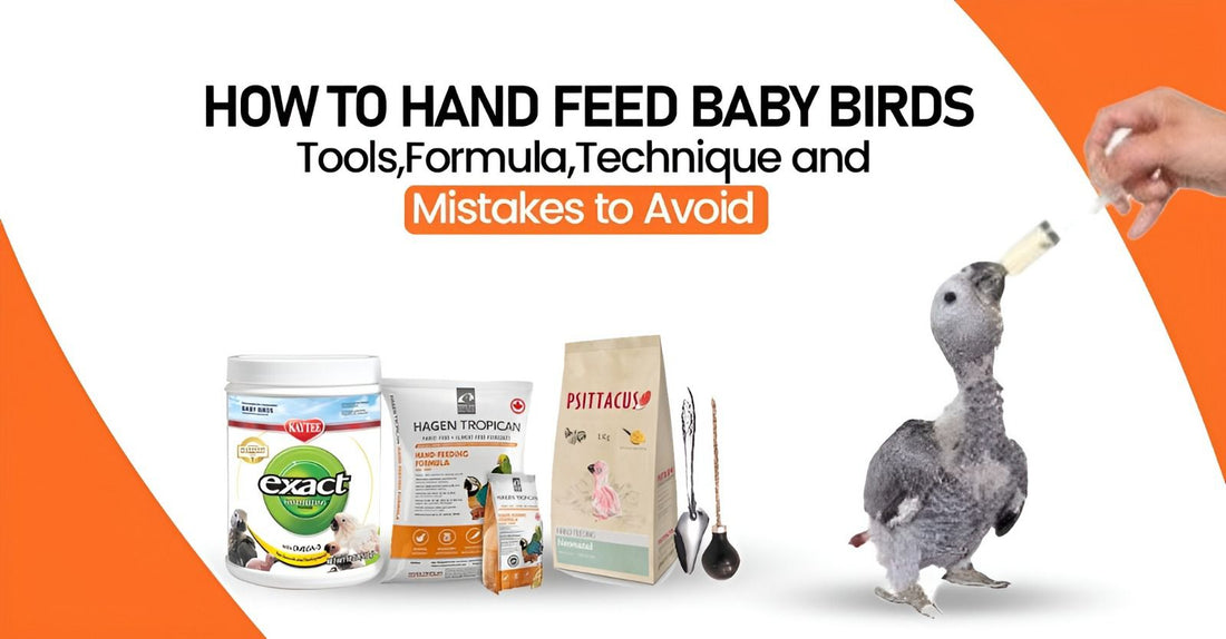 How to Hand Feed Baby Birds — Tools, Formula, Technique and Mistakes to Avoid