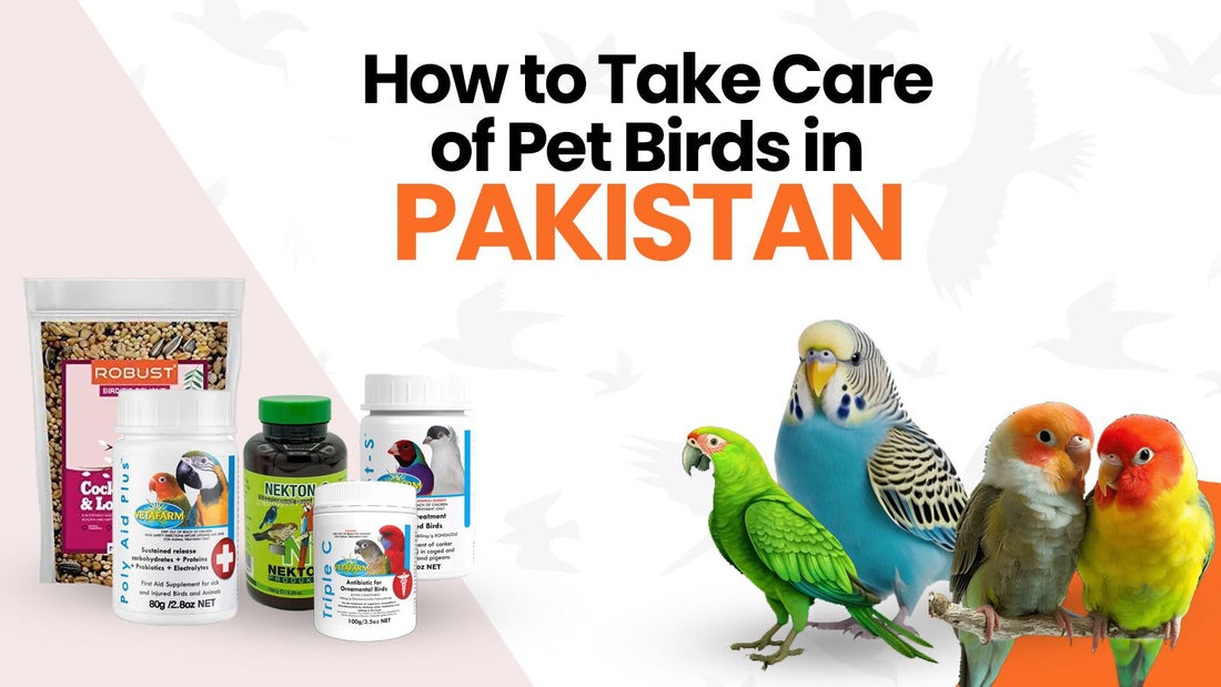 How to Take Care of Pet Birds in Pakistan — A Complete Guide