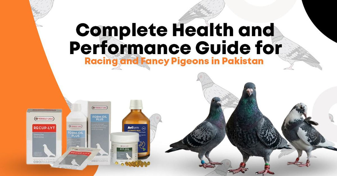 Complete Health and Performance Guide for Racing and Fancy Pigeons in Pakistan