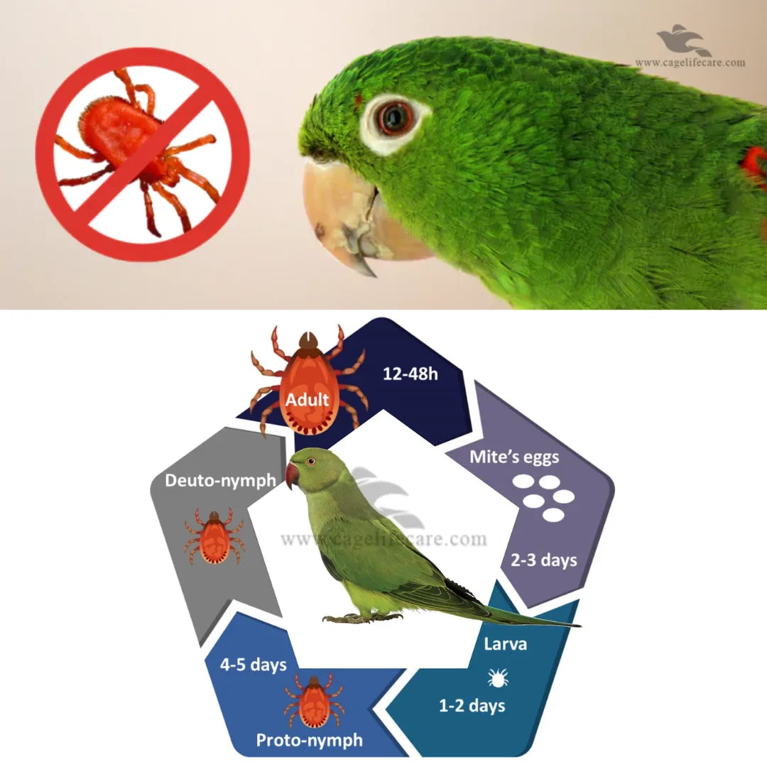 AVI MITE - Designed to Control Red Mite infestations in Birds 50ml bottle and loose packing