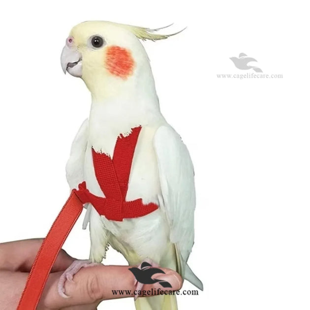 Adjustable Bird Harness Safe Flight for Parrots – Cage Life Care
