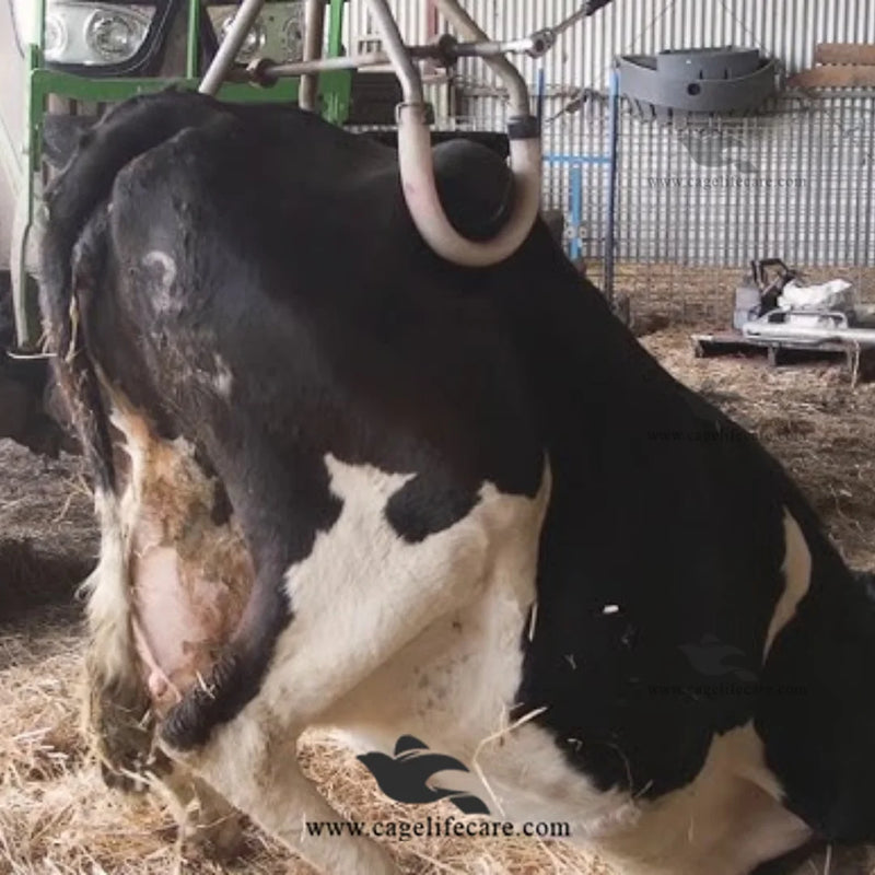 Adjustable Cow Hip Lifter Heavy Duty — Veterinary Hip Lift for Downer Cows and Cattle