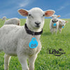 Adjustable ID Neck Collar Tags For Sheep & Goats Livestock