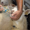 Animal Drencher – Manual Drenching Gun for LiveStock