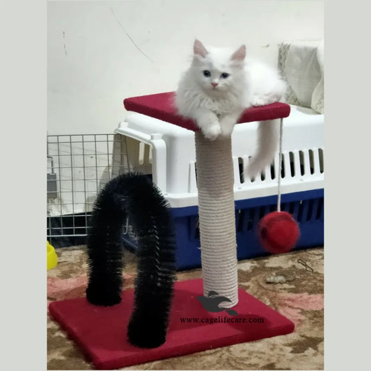 Cage Life Care indoor cat perch with toy