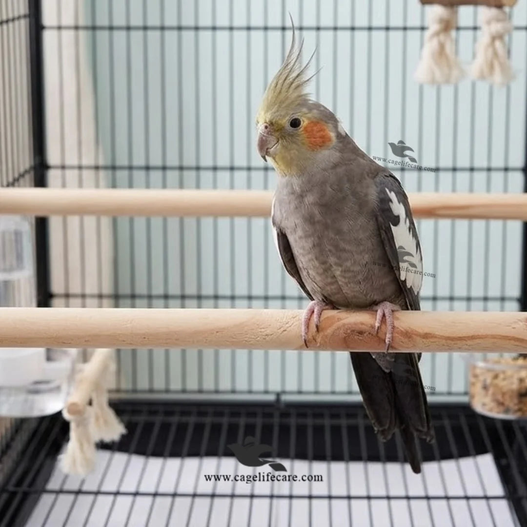 natural wood perches for birds
