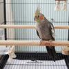Bird Cage Wood Sticks – High Quality Natural Perches for Birds