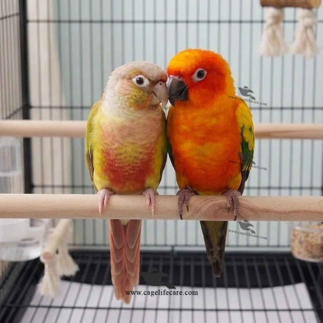 bird cage perch stick for parrots canaries finches
