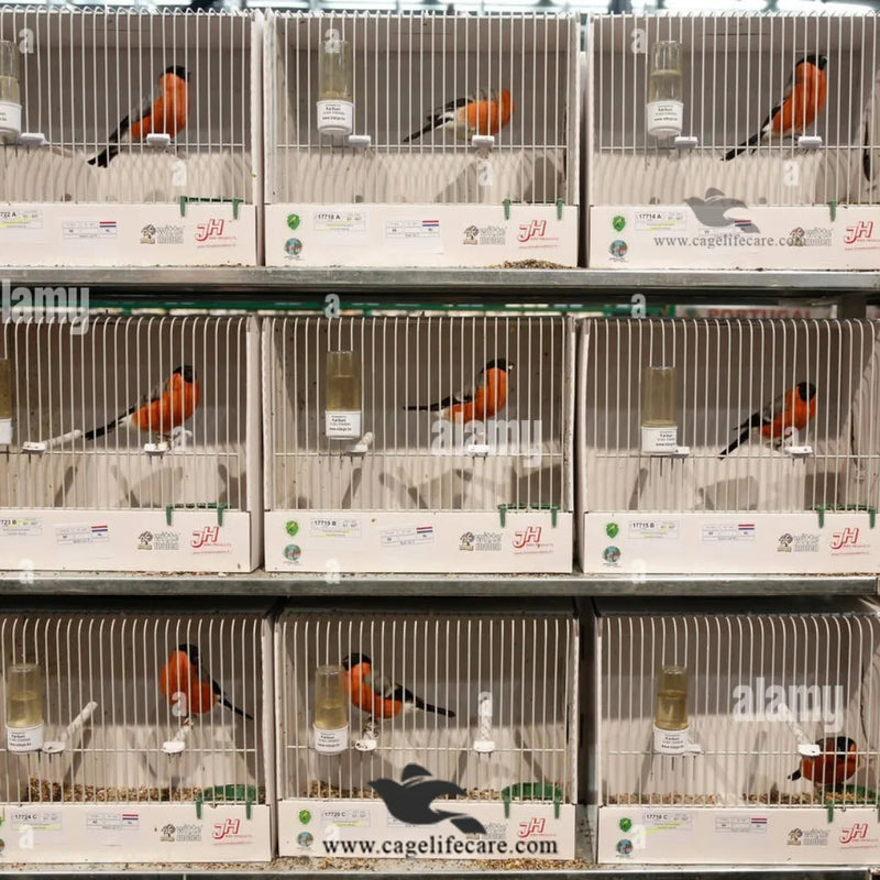 Bird Show Cage – Designed to Showcase Birds ( Show Box )