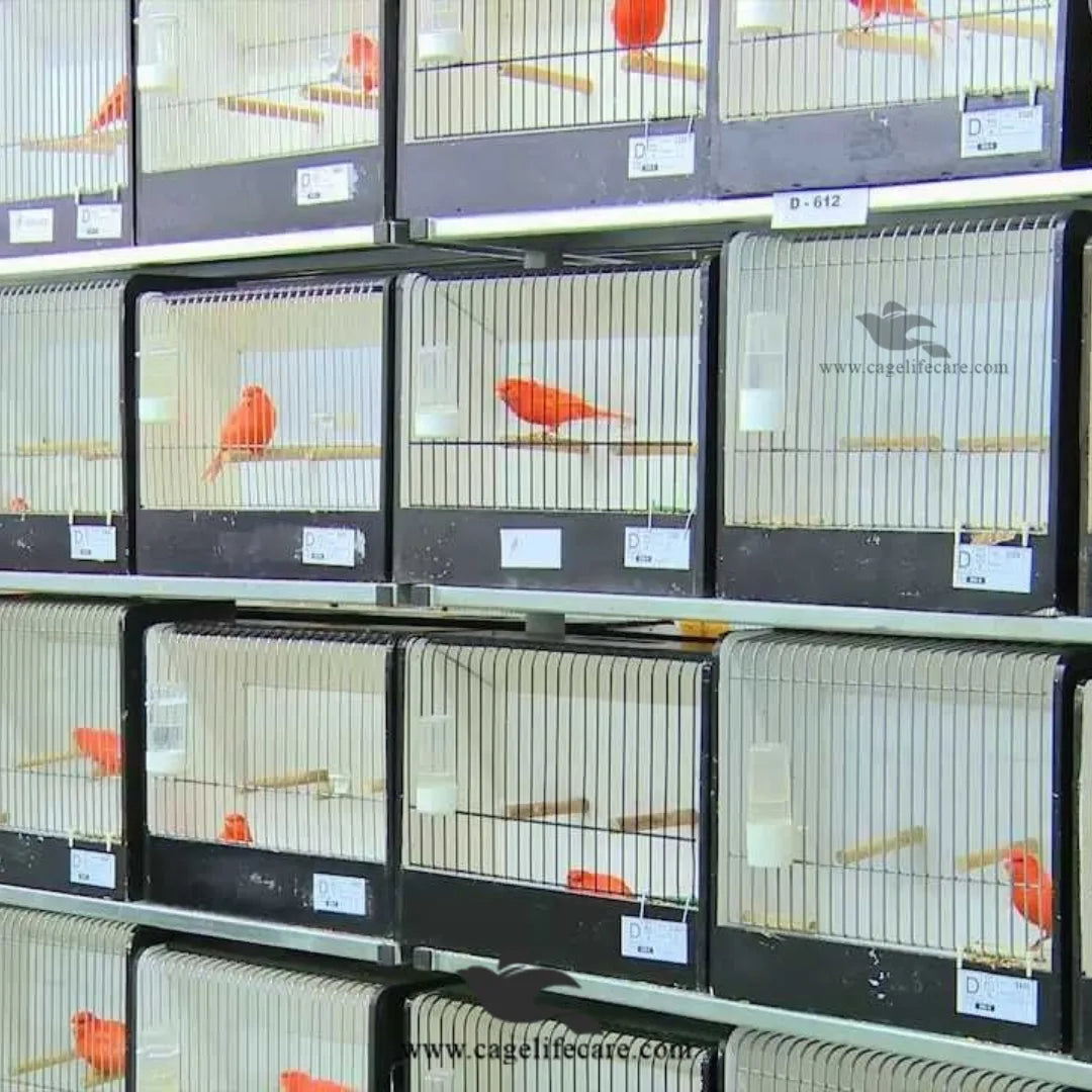 Bird Show Cage – Designed to Showcase Birds ( Show Box )