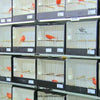 Bird Show Cage – Designed to Showcase Birds ( Show Box )