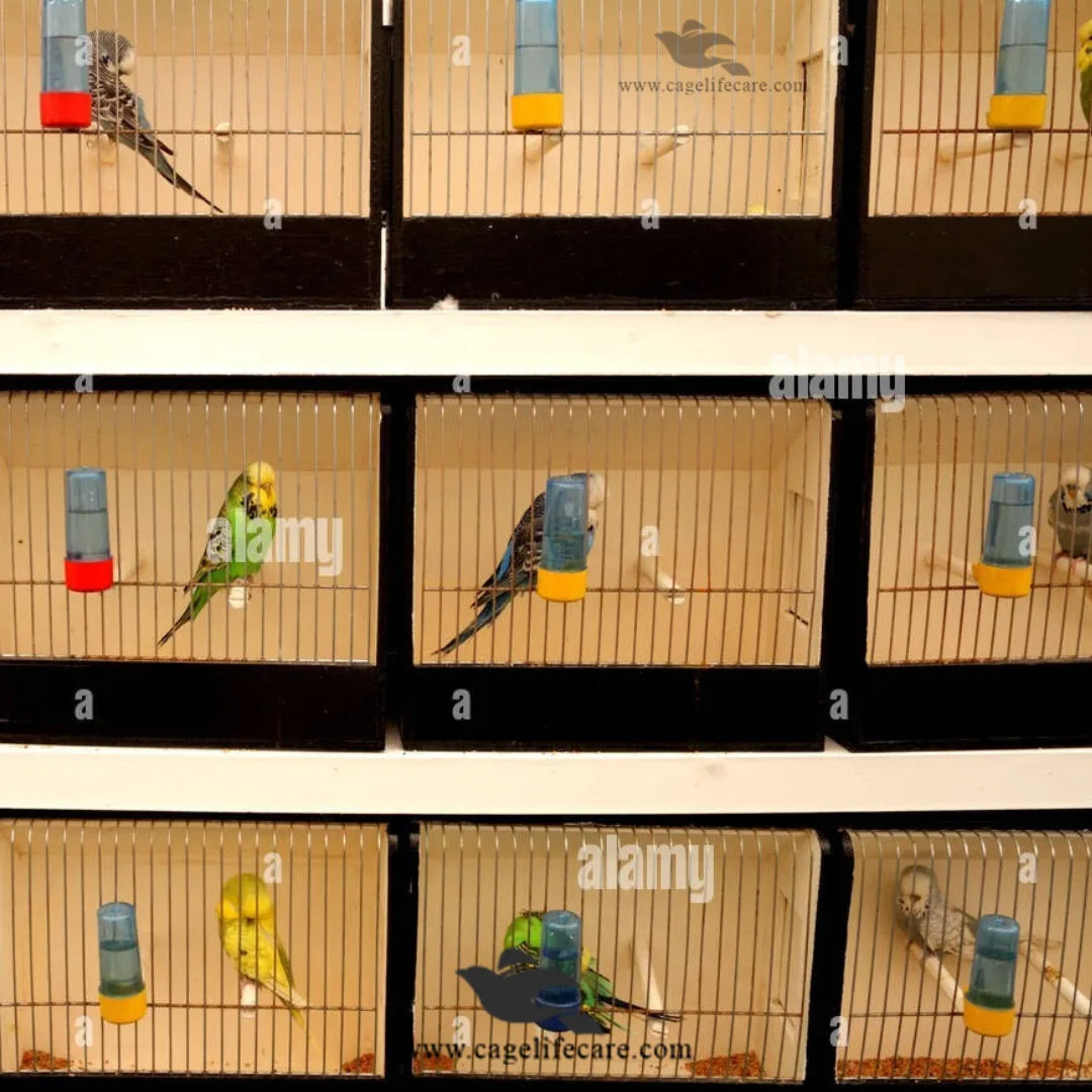 Bird Show Cage – Designed to Showcase Birds ( Show Box )