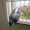 Bob Wire - Trap Door Rods for Pigeons & Ground Birds