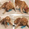 Bone Shape LED Chew Toy for Dogs – Interactive Squeak TPR Rubber Toy for Training & Dental Care