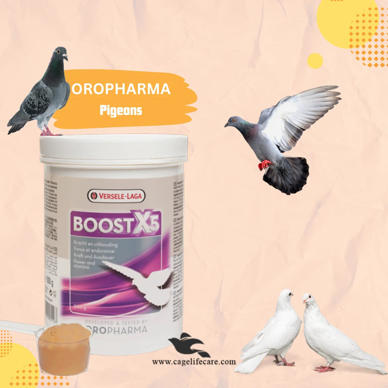 Boost X5 Powder - Enhance Energy Production in Pigeons