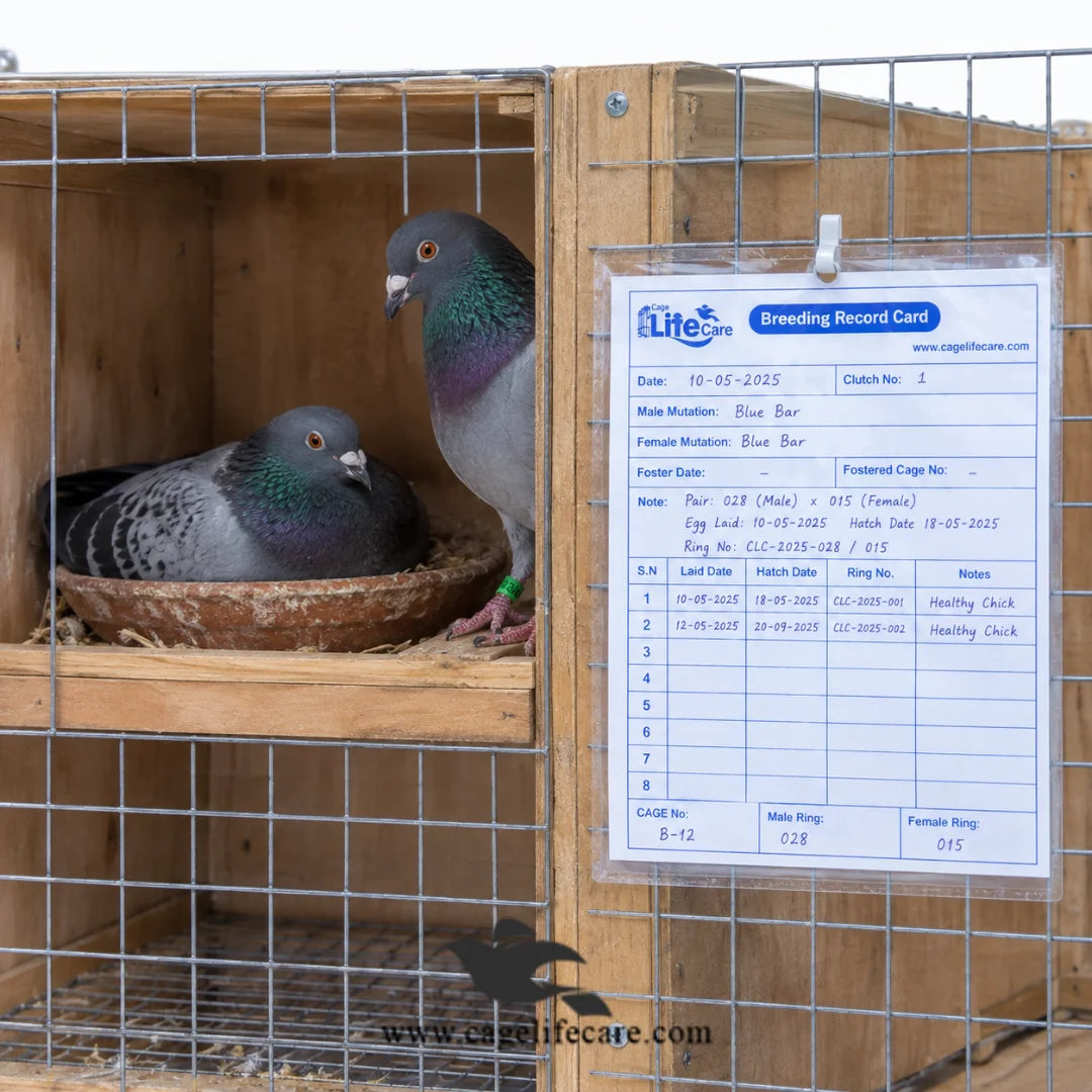 Pigeon Breeding Record Pedigree Maintain