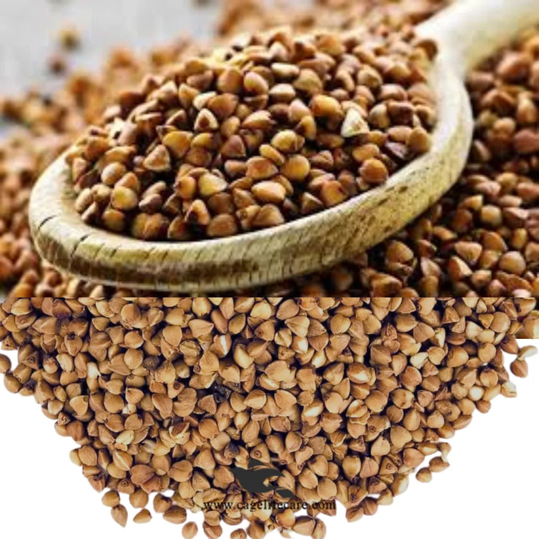 Buckwheat for Parrots – Belgium Protein Seed
