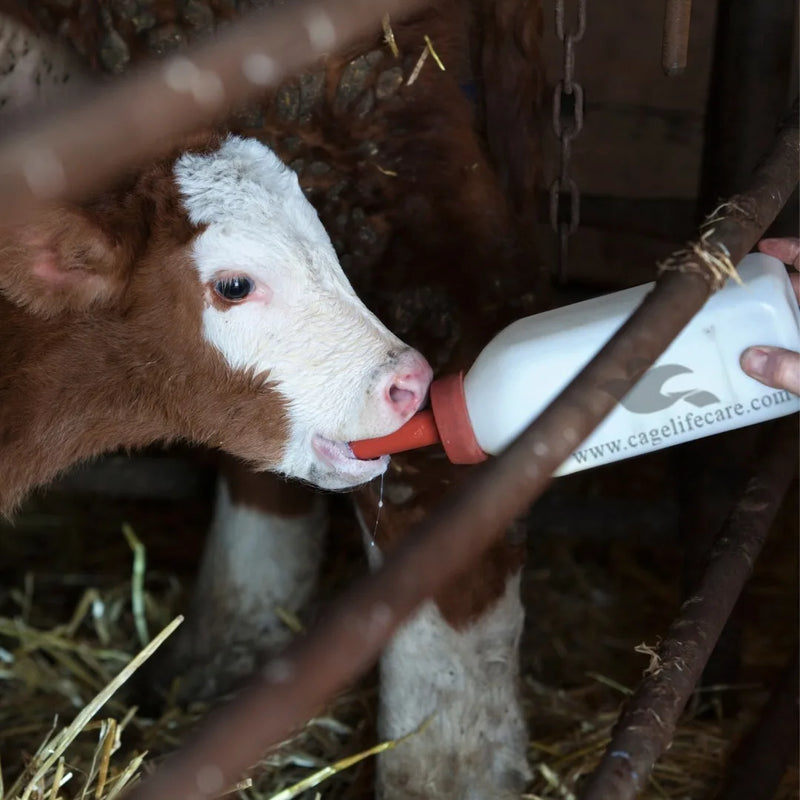 Calf Feeder 1 Liter Bottle for Young Calves