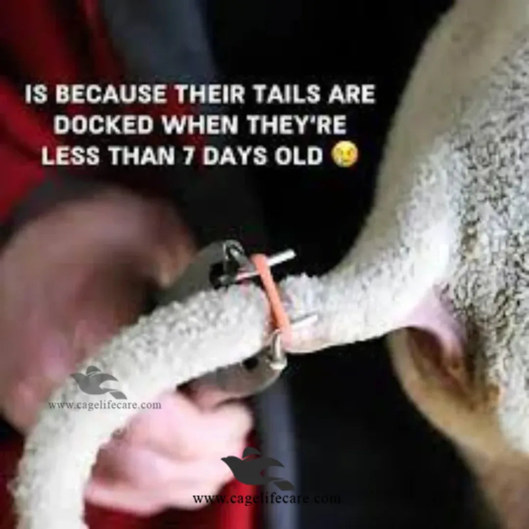 Castrator Plier Elastrator Tool – Stainless Steel Castration & Tail Applicator for Livestock