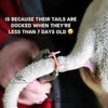 Castrator Plier for Livestock - Stainless Steel Ring Applicator