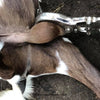 Castrator – Heavy-Duty Stainless Steel Veterinary Trocastors for Livestock Animals