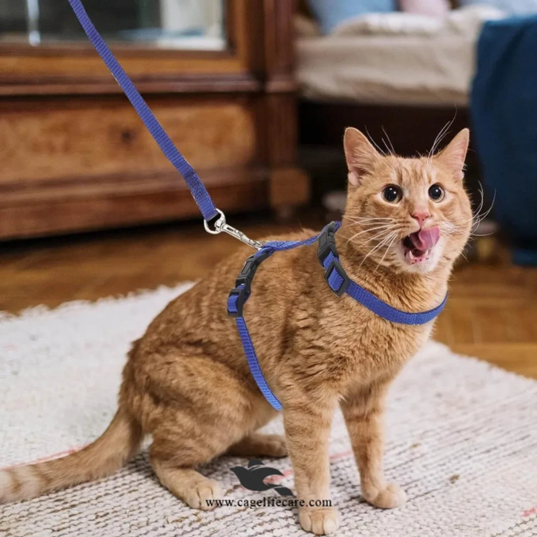 Cat Harness with Leash Set – Safe for Outdoor Walks (Imported)