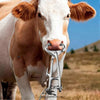 Cattle Bull Nose Holder – Heavy-Duty Bull Holder with Chain for Safe Livestock Handling